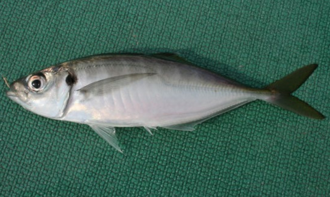 魚のアップ写真