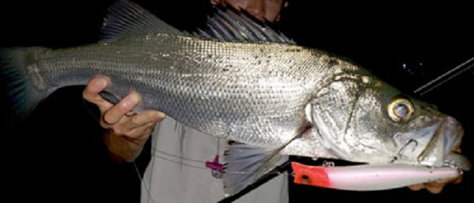 魚とルアーのアップ写真