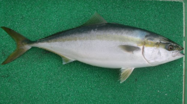 魚のアップ写真