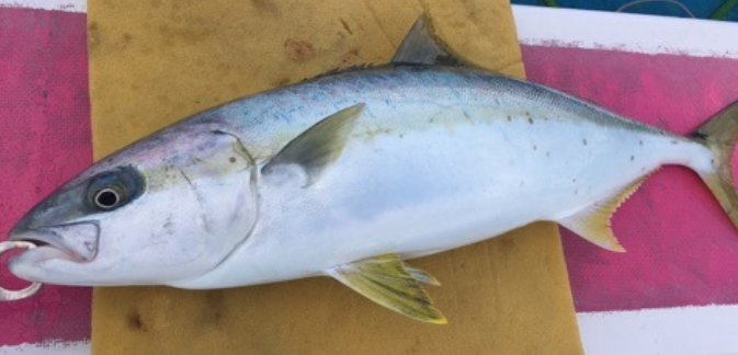 魚のアップ写真