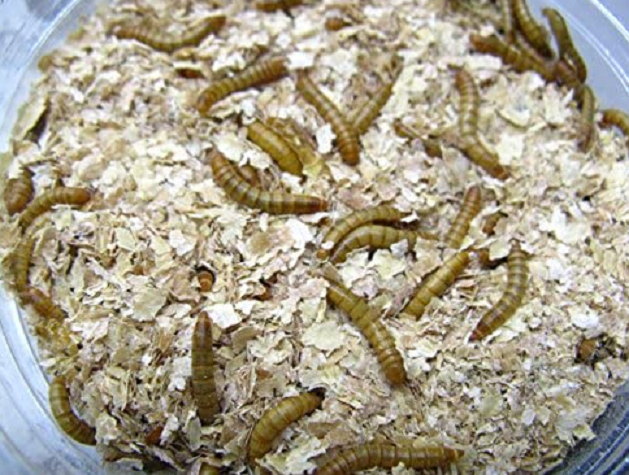 餌のアップ写真