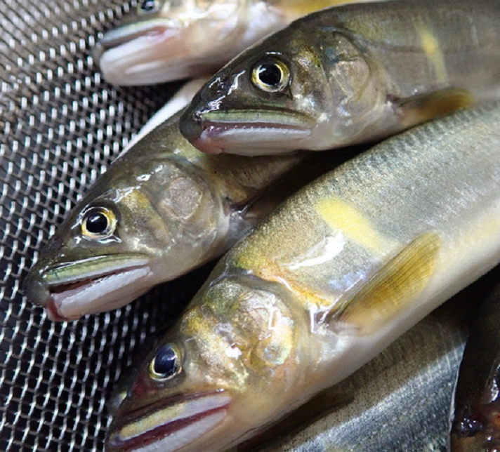 魚のアップ写真