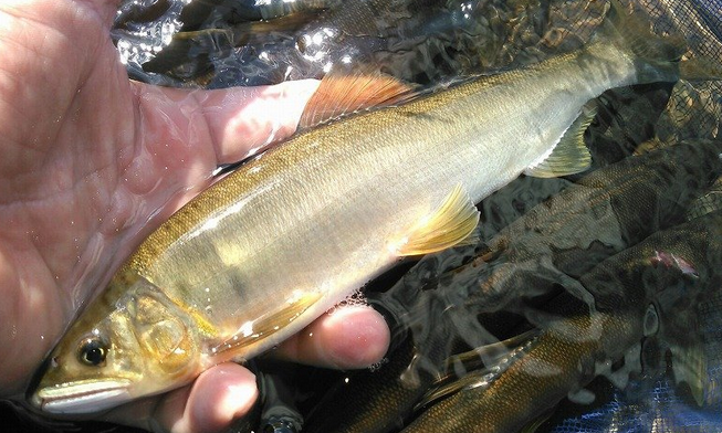 魚のアップ写真