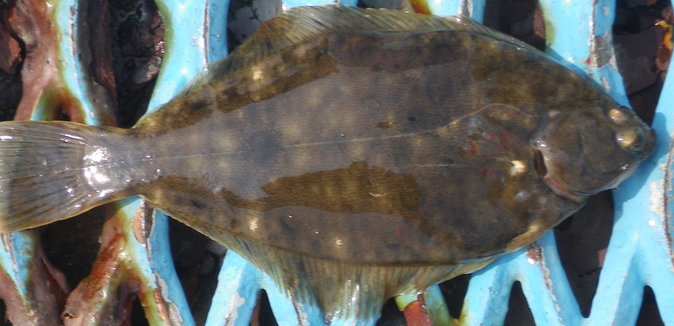 函館の釣り場 釣り方特集 北海道南端のおすすめ釣りスポットをチェック