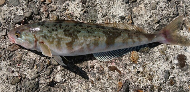 函館の釣り場 釣り方特集 北海道南端のおすすめ釣りスポットをチェック