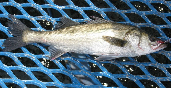 魚のアップ写真