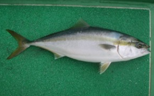 魚のアップ写真