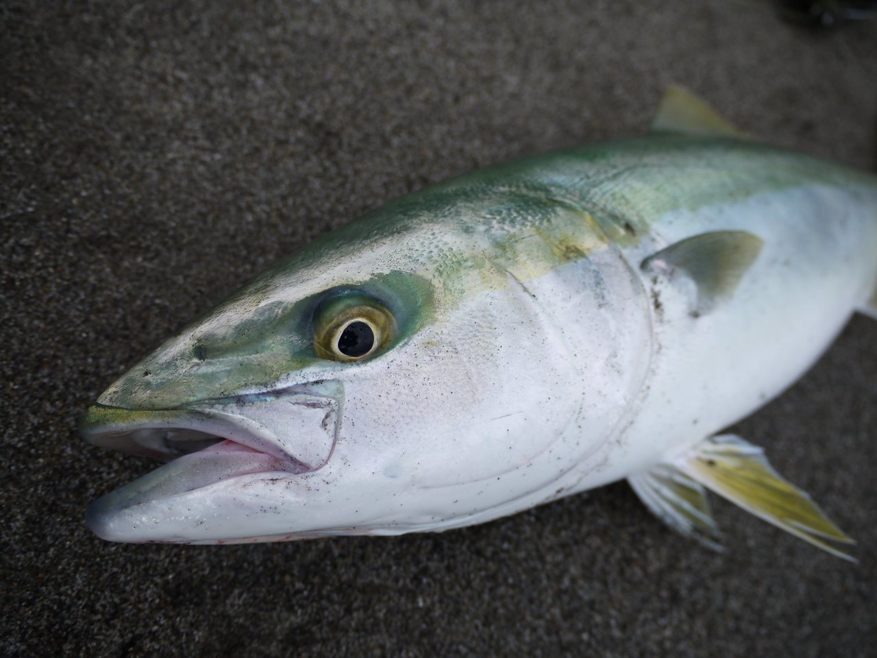 2023年12月】泳がせ釣りで使うリールはどれがいいの？ダイワやシマノの