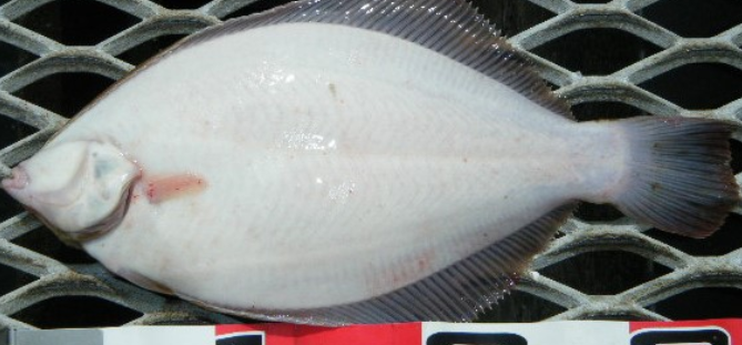 魚のアップ写真