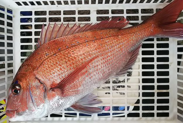 魚のアップ写真