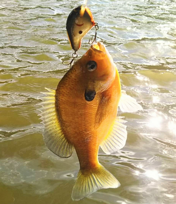 魚とルアーのアップ写真