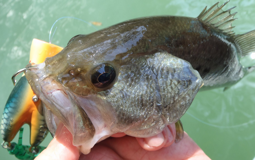 外来魚と向き合おう！バス釣りを続けるために知っておきたい現状とこれから