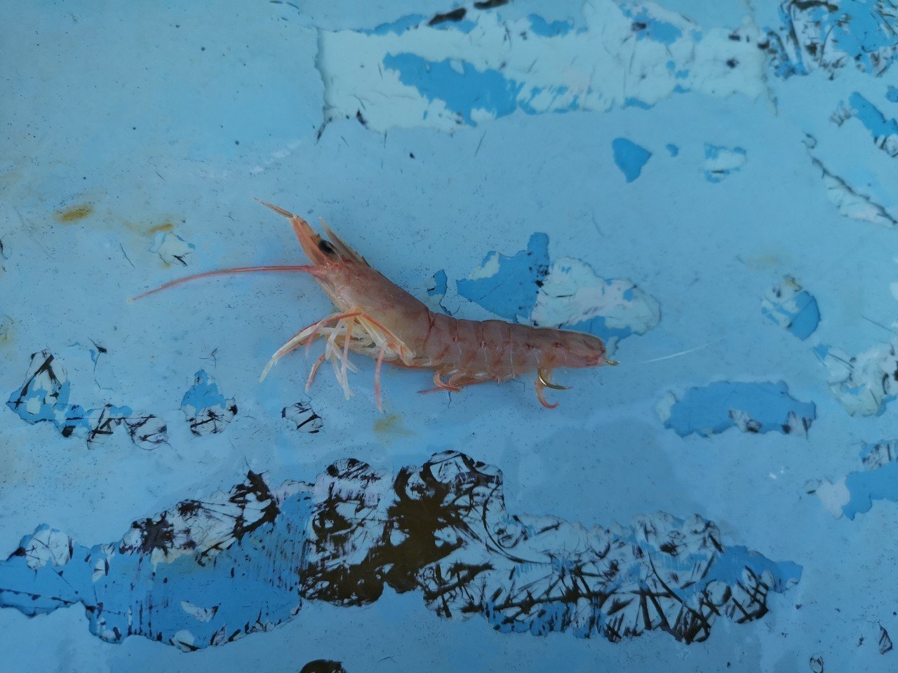 ウタセエビ　仕掛け