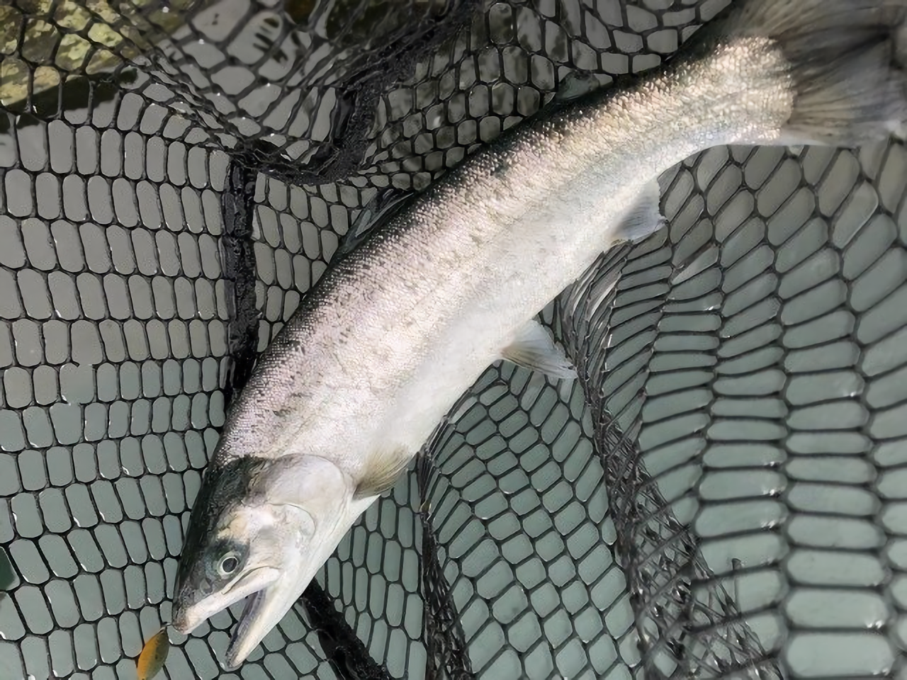 サクラマスの写真