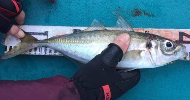 魚のアップ写真