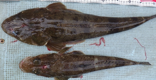 魚のアップ写真