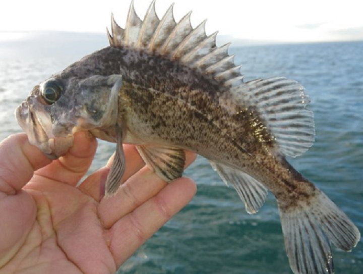 魚のアップ写真