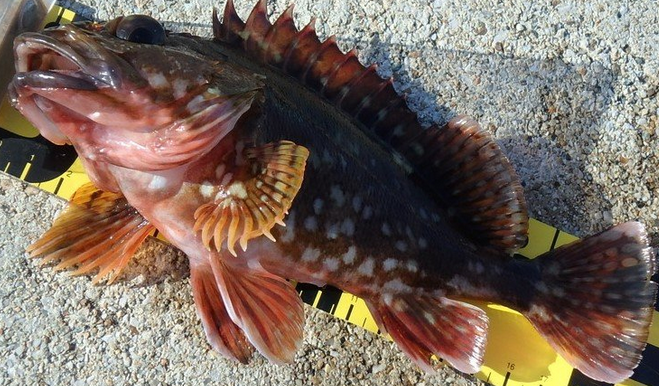 魚のアップ写真