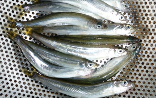 魚のアップ写真