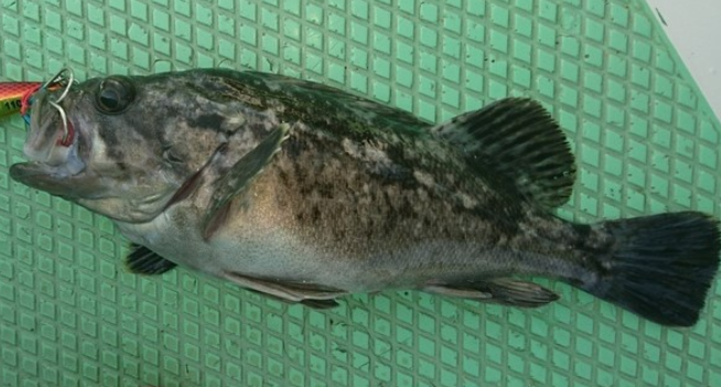 魚のアップ写真