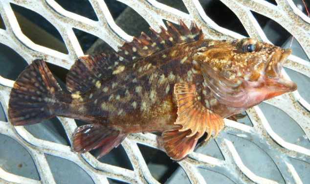 魚のアップ写真