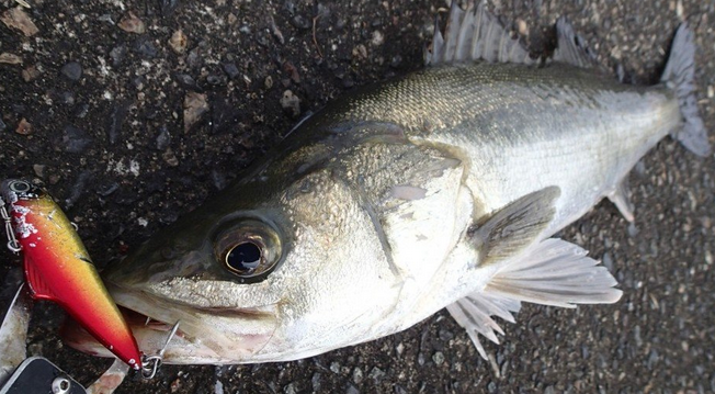 魚のアップ写真