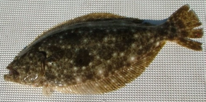 魚のアップ写真