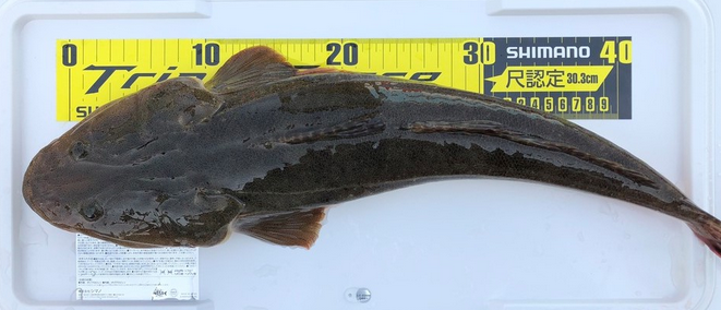 魚のアップ写真