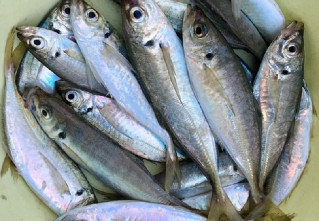 魚のアップ写真