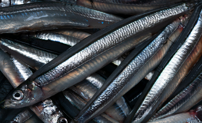 太刀魚釣りの餌ってどれを付ければいいの おすすめの種類を詳しくチェック