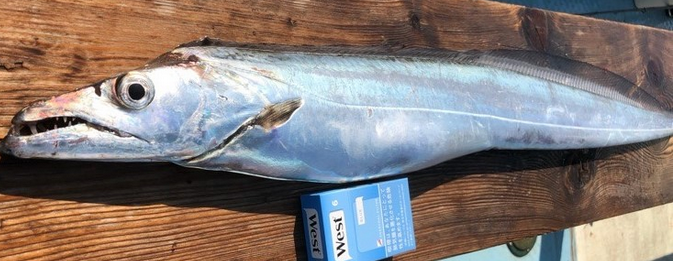 太刀魚釣りの餌ってどれを付ければいいの おすすめの種類を詳しくチェック