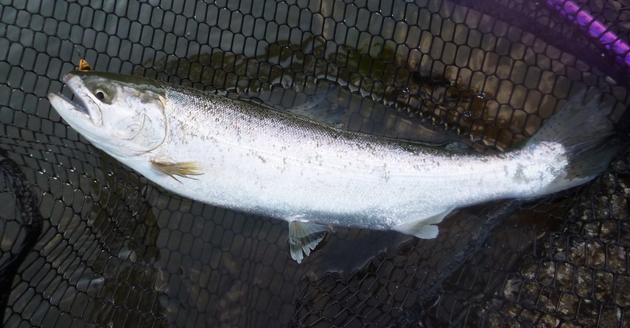 魚のアップ写真