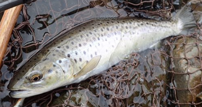 魚のアップ写真