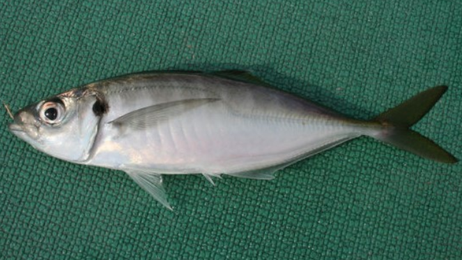 魚のアップ写真