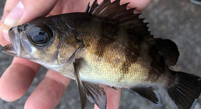 魚のアップ写真