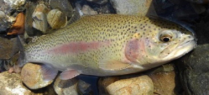 魚のアップ写真