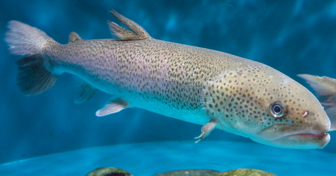 魚のアップ写真