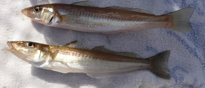 魚のアップ写真