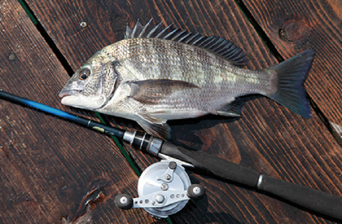 筏龍 イカダ釣り 筏 釣り チヌ クロダイ 手造り - フィッシング