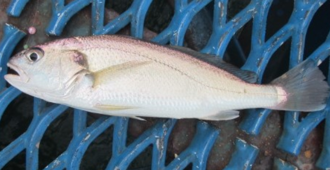 魚のアップ写真