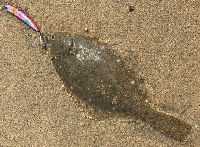 魚のアップ写真