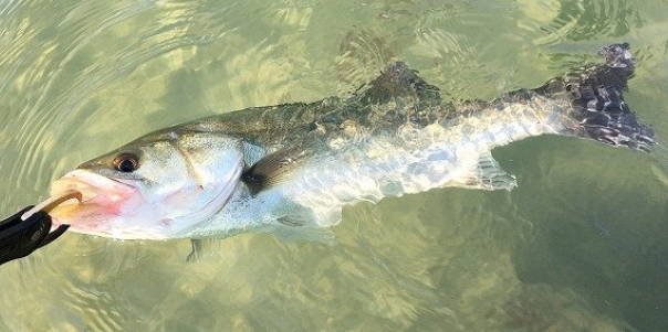 魚のアップ写真