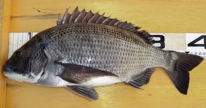 魚のアップ写真