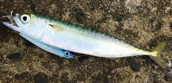 魚のアップ写真