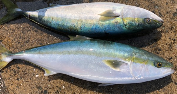 魚のアップ写真