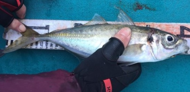 魚のアップ写真