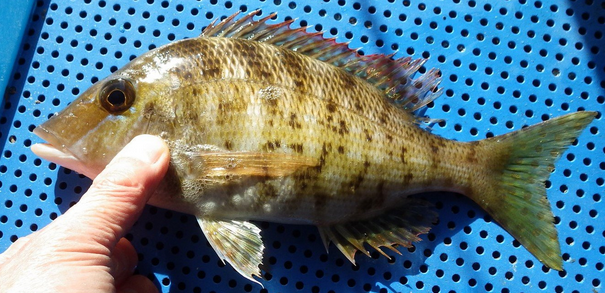 魚のアップ写真