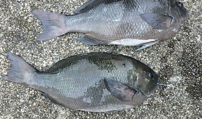 魚のアップ写真