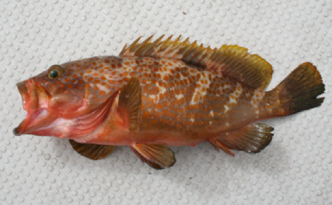 魚のアップ写真