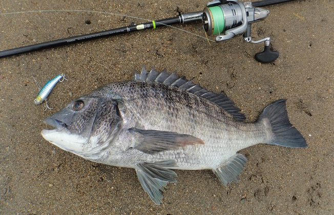 愛知県の釣り場特集 おすすめスポットや釣れる魚 用意するタックルをピックアップ